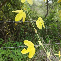 Passiflora subpeltata