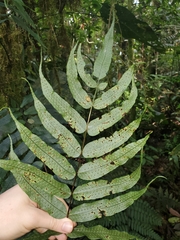 Polypodiaceae