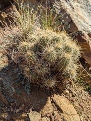 Echinocereus engelmannii engelmannii