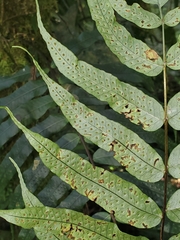 Polypodiaceae