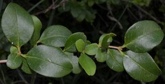 Lonicera japonica