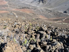 Pellaea ternifolia