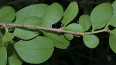 Lonicera japonica