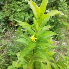 Mandevilla foliosa