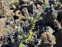 Pellaea ternifolia