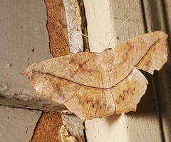 Prochoerodes lineola