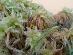 Sphagnum