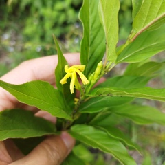Mandevilla foliosa