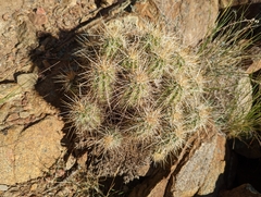 Echinocereus engelmannii engelmannii