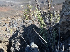 Pellaea ternifolia