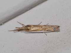 Crambus