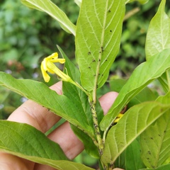 Mandevilla foliosa