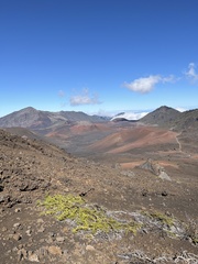 Coprosma ernodeoides