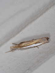 Crambus