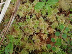 Sphagnum
