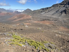 Coprosma ernodeoides