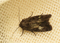 Lacinipolia renigera