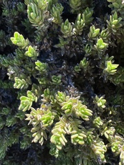 Coprosma ernodeoides