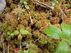 Sphagnum austinii