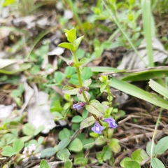 Scutellaria potosina