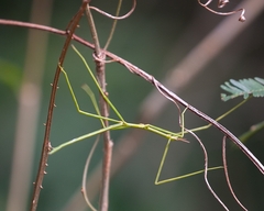 Cladoxerus