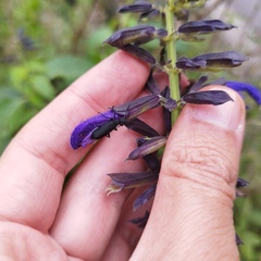 Salvia mexicana