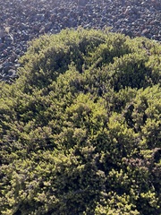 Coprosma ernodeoides