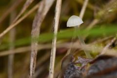 Hemimycena