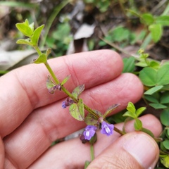 Scutellaria potosina