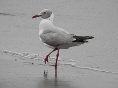 Chroicocephalus cirrocephalus