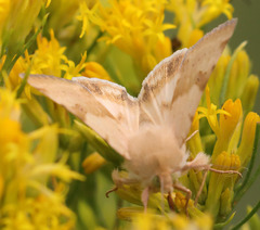 Heliothis