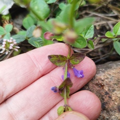Scutellaria potosina