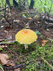 Amanita