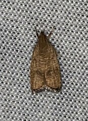 Psilocorsis reflexella