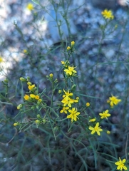 Gutierrezia sarothrae