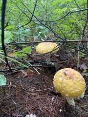 Amanita