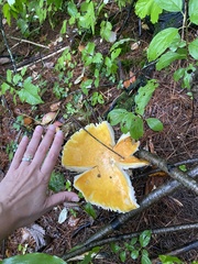 Amanita