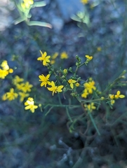 Gutierrezia sarothrae