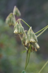 Nabalus serpentarius