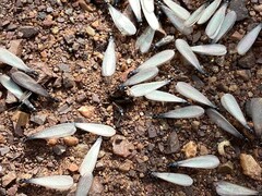 Reticulitermes hesperus