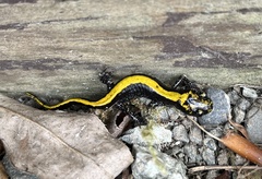 Ambystoma macrodactylum