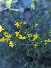 Gutierrezia sarothrae