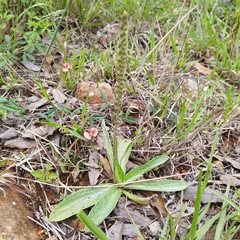Plantago australis
