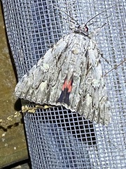 Catocala coccinata