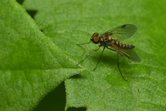 Rhagionidae