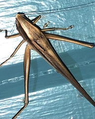 Neoconocephalus triops