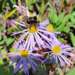 Bombus caliginosus