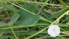 Ipomoea biflora