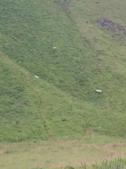 Ovis aries