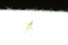 Trigonotylus caelestialium